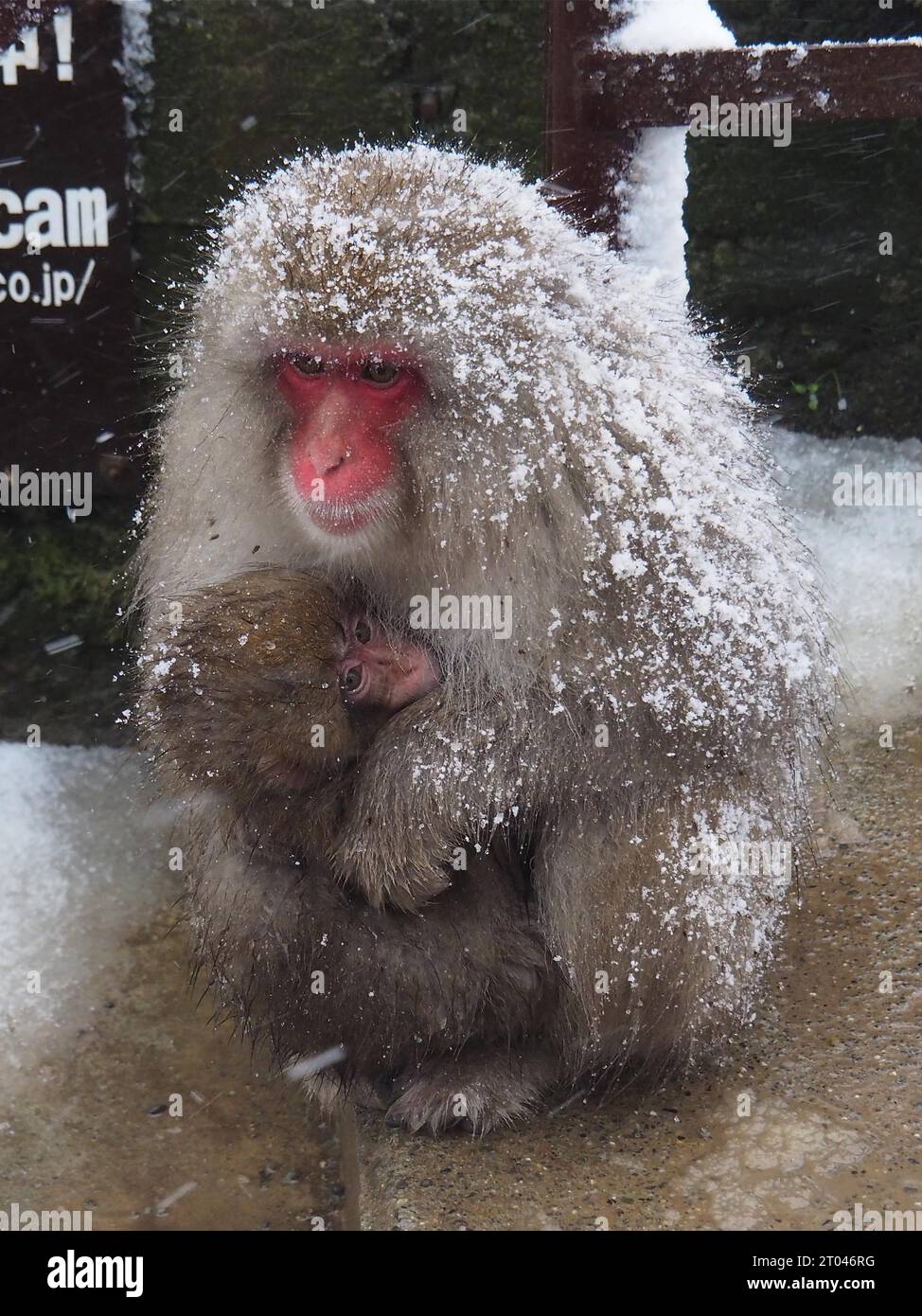 Una scimmia delle nevi, il macaco giapponese, il macaco giapponese (Macaca fuscata), si siede con i suoi giovani ai margini di una sorgente calda durante una tempesta di neve. Nagano, Giappone Foto Stock