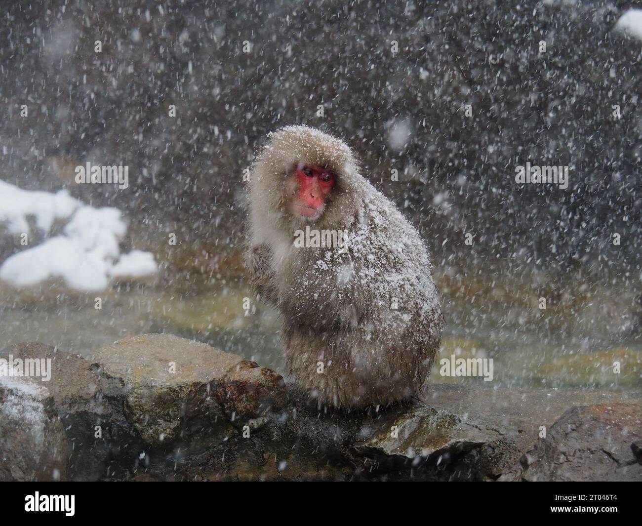 Una scimmia delle nevi, il macaco giapponese, il macaco giapponese (Macaca fuscata), si trova sul bordo di una sorgente calda durante una tempesta di neve. Nagano, Giappone Foto Stock