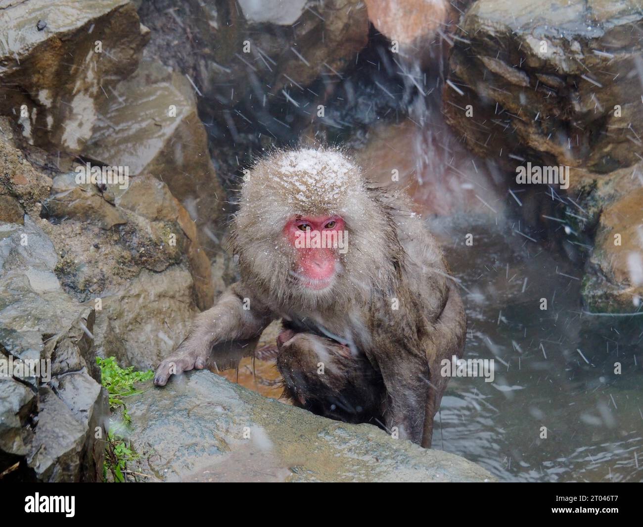 Una scimmia delle nevi, il macaco giapponese, il macaco giapponese (Macaca fuscata), si arrampica da una sorgente calda con i suoi giovani durante una tempesta di neve. Nagano, Giappone Foto Stock