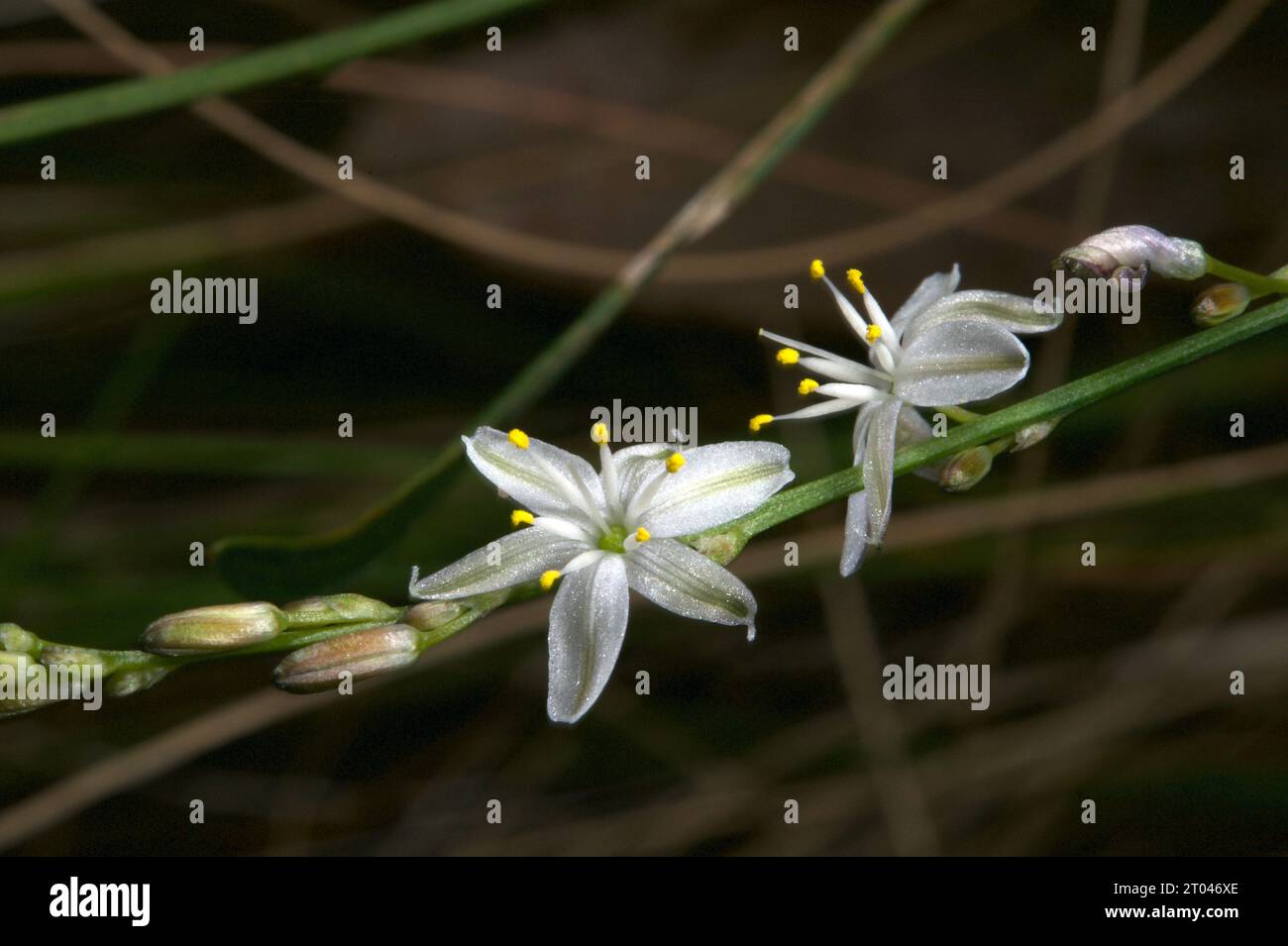 Le Lillie di erba pallida (Caesia parviflora) sono piccoli fiori striscianti, di solito nascosti in erba lunga - da qui il nome. Trovato alla riserva Baluk Willam. Foto Stock