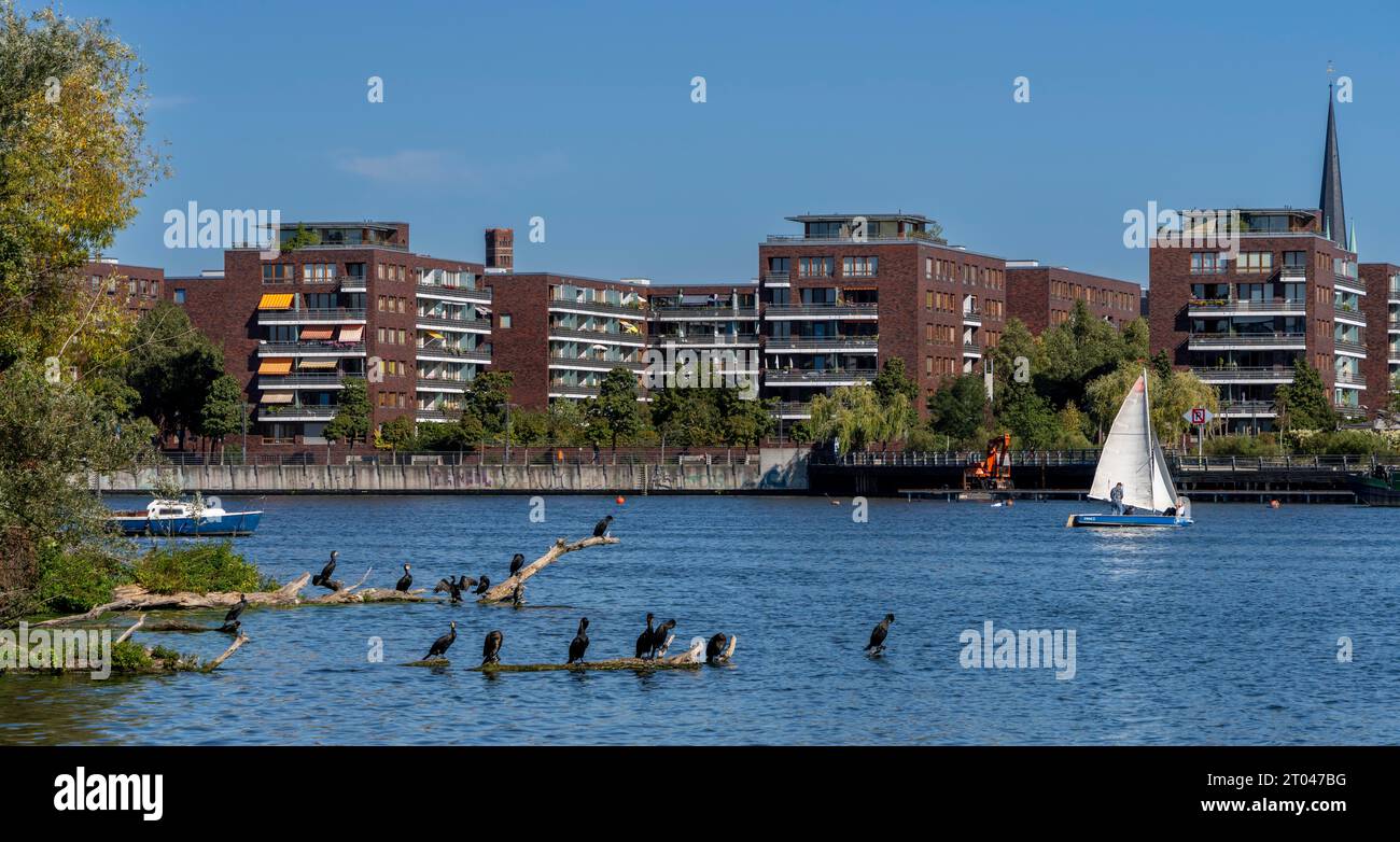 Aironi nella Baia di Rummelsburg con le case residenziali sulla costa di Rummelsburg, Berlino-Lichtenberg, Berlino, Germania Foto Stock