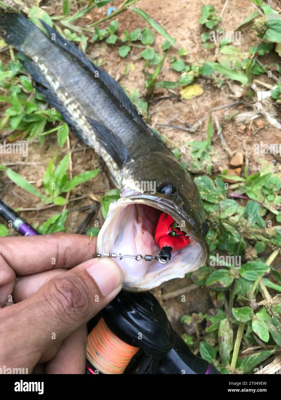 un pesce a testa di serpente viene catturato con un'esca finta Foto Stock
