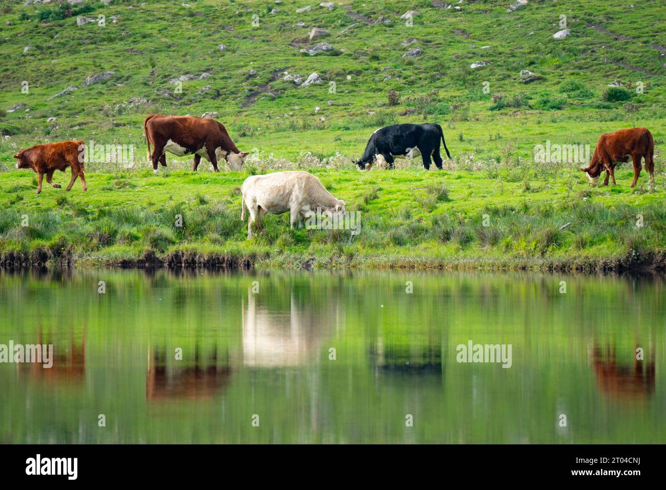 Vista delle mucche che pascolano accanto al fiume Spey vicino a Boat of Garten, Strathspey, Highland Region, Scozia, Regno Unito Foto Stock