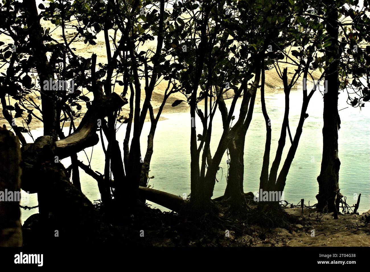 Foresta costiera vicino all'estuario del fiume Cigenter nell'isola di Handeuleum, parte del parco nazionale Ujung Kulon a Pandeglang, Banten, Indonesia. "Il successo delle regole di conservazione e di gestione del turismo dovrebbe essere caratterizzato da una buona interazione tra l'area protetta e le persone", un altro gruppo di ricercatori guidato da Nyirarwasa Anathalie (Xinjiang Institute of Ecology and Geography, Chinese Academy of Sciences, Urumqi, Cina) scritto nel loro articolo del 2020 pubblicato per la prima volta sul Journal of Geoscience and Environmental Protection. 'Ujung Kulon National Park era una riserva naturale, che era... Foto Stock