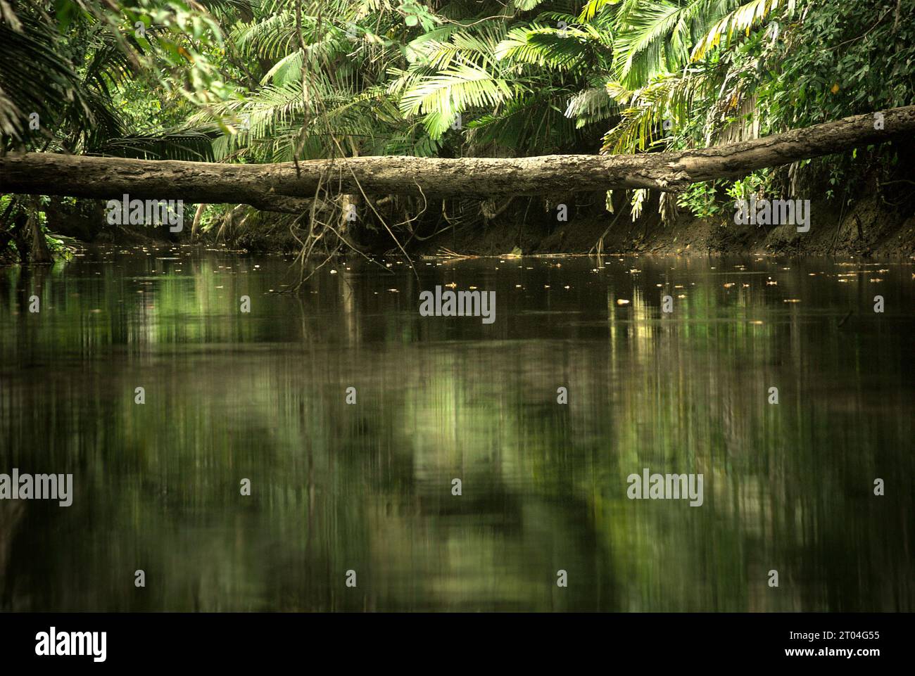 Un tronco di alberi che è caduto sul fiume Cigenter nell'isola di Handeuleum, una parte del parco nazionale di Ujung Kulon a Pandeglang, Banten, Indonesia. "Il Parco nazionale di Ujung Kulon era una riserva naturale, che è stata successivamente estesa al mare, principalmente per proteggere l'ecosistema della barriera corallina nella zona o come area tampone", hanno scritto Tonny Soehartono e Ani Mardiastuti nel loro lavoro del 2014 (Governance del Parco nazionale in Indonesia: Lezioni apprese da sette parchi nazionali). "La maggior parte dei parchi nazionali in Indonesia sono stati istituiti nei periodi degli anni '1980 e '1990 Le aree del parco erano originariamente o riserve naturali rigide... Foto Stock