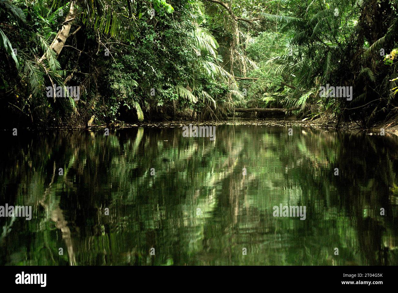 Una veduta del fiume Cigenter nell'isola Handeuleum, una parte del Parco Nazionale di Ujung Kulon, l'unica e l'unica casa per il rinoceronte di Giava (Rhinoceros sondaicus), che si trova a Pandeglang, Banten, Indonesia. "Il Parco nazionale di Ujung Kulon era una riserva naturale, che è stata successivamente estesa al mare, principalmente per proteggere l'ecosistema della barriera corallina nella zona o come area tampone", hanno scritto Tonny Soehartono e Ani Mardiastuti nel loro lavoro del 2014 (Governance del Parco nazionale in Indonesia: Lezioni apprese da sette parchi nazionali). La maggior parte dei parchi nazionali in Indonesia sono stati stabiliti in... Foto Stock