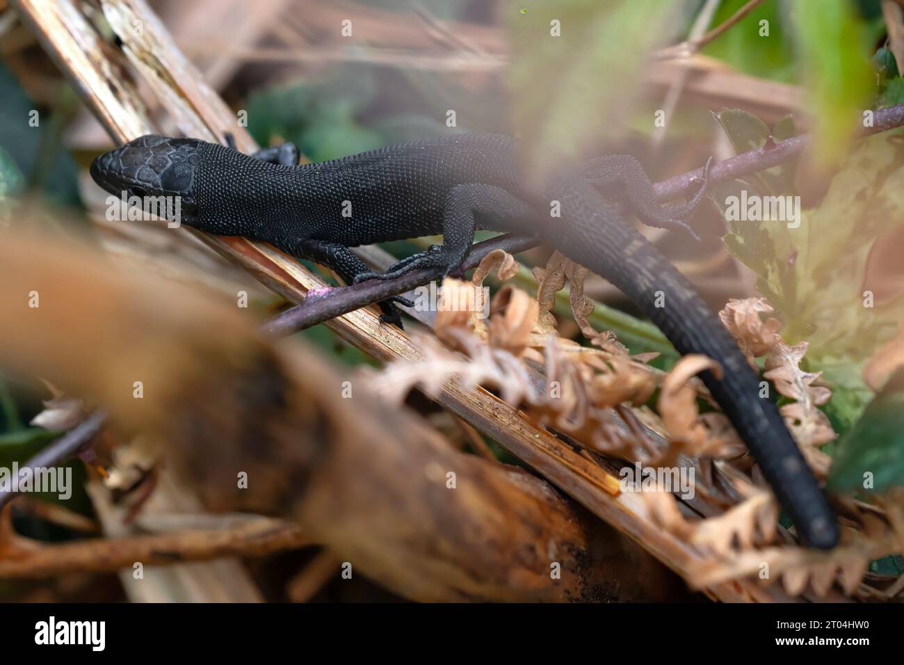 macrofotografia della fauna, zootoca lizard vivipara melanica nascosta nel sottobosco. copyspace. rettili speciali Foto Stock