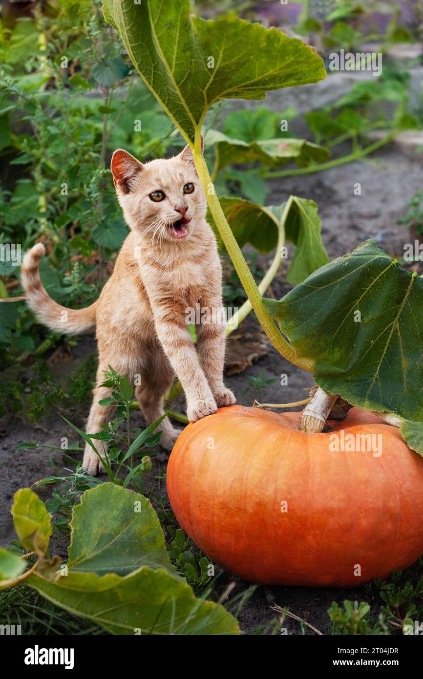 un piccolo gattino sorridente si erge con le zampe su una zucca arancione. Halloween. Cura degli animali e dell'ambiente Foto Stock