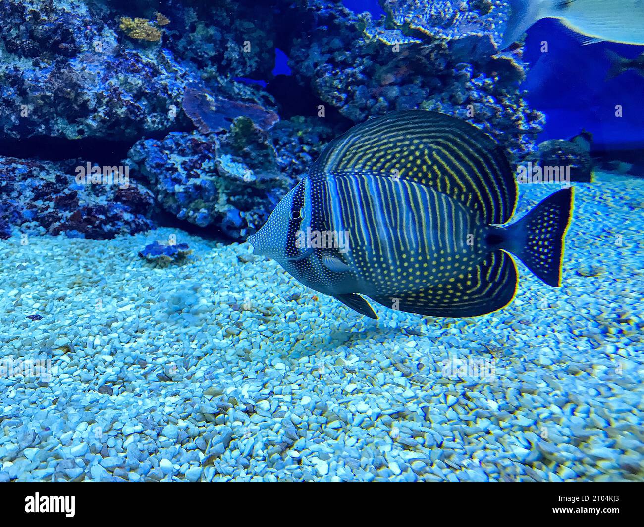 Zebrasoma veliferum fish comunemente noto come Sailfin Tang nuota nell'acquario di Eilat, il Parco dell'Osservatorio sottomarino di Israele Foto Stock