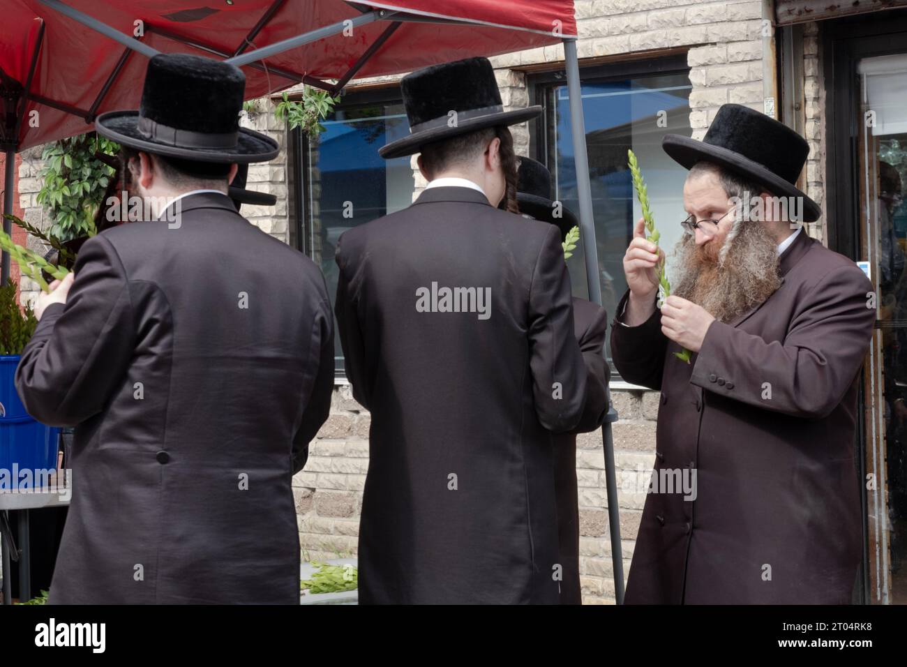 Gli ebrei ortodossi si preparano per Sukkos esaminando i rami di mirto che saranno benedetti insieme ad altre 3 specie. Su Lee Ave a Brooklyn New York Foto Stock