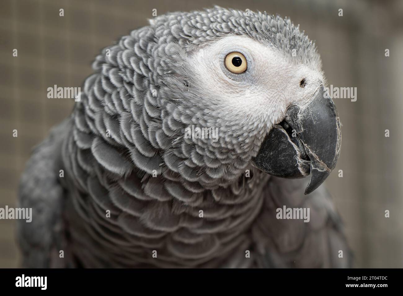 Ritratto della testa del pappagallo grigio Foto Stock