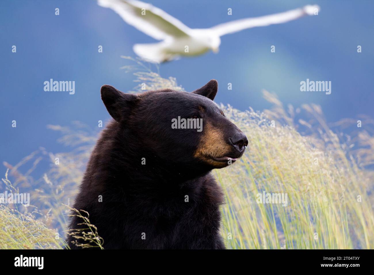 Orso nero americano (Ursus americanus), uomo in posa con un Mew Gull sullo sfondo, USA, Alaska, Penisola di Kenai Foto Stock