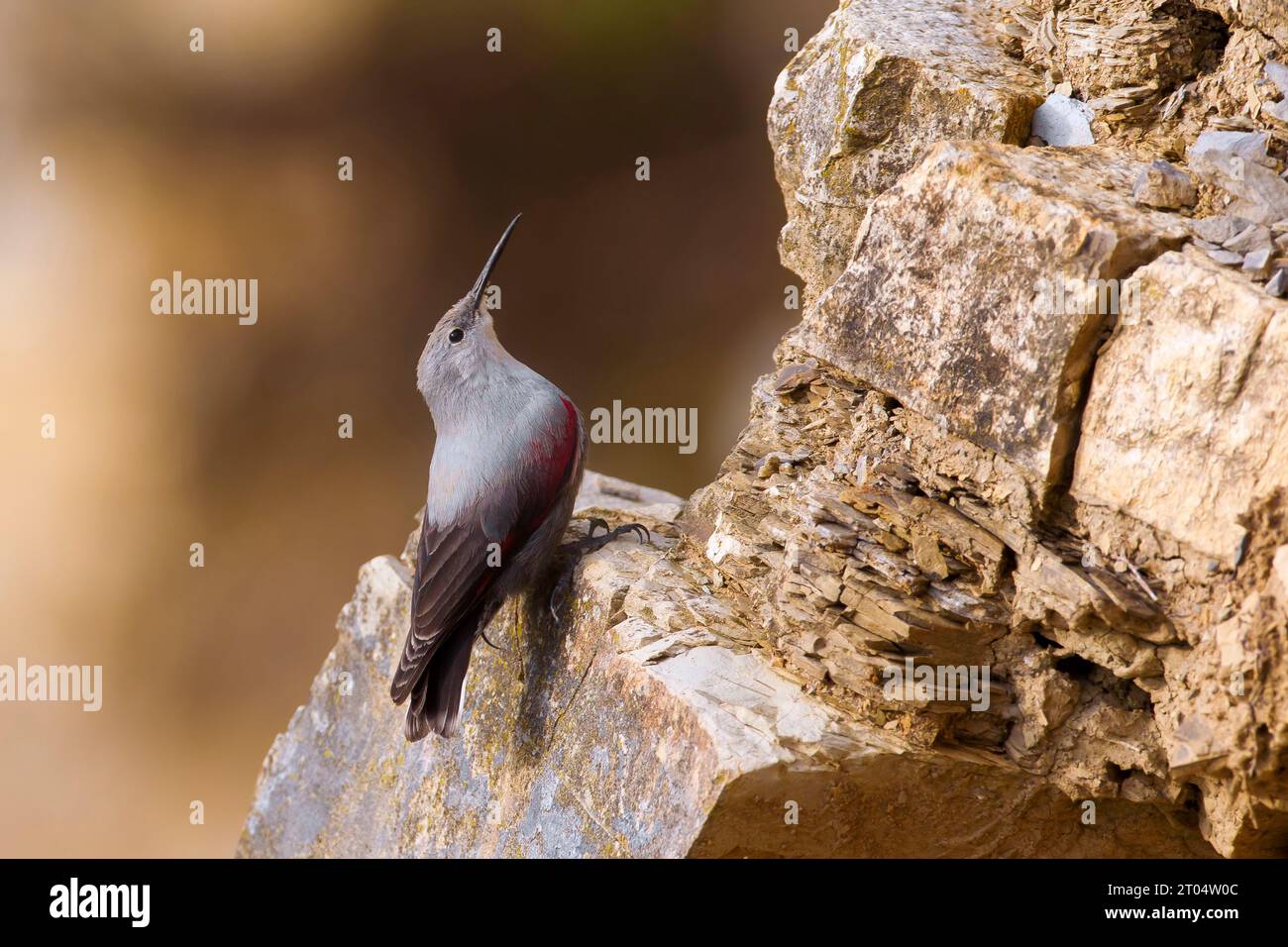 Wallcreeper (Tichodroma muraria), sulla scogliera, Italia, Toscana Foto Stock