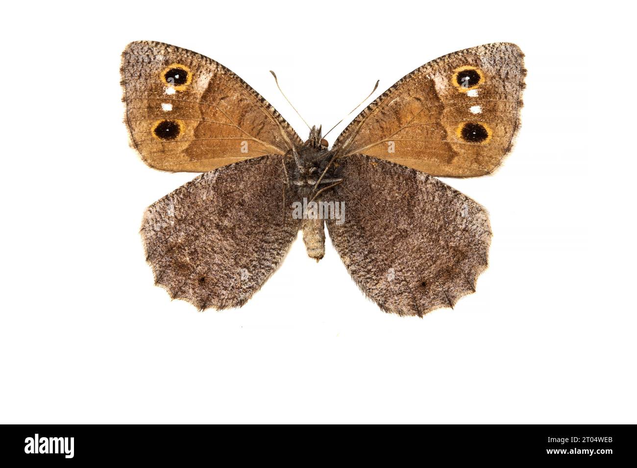 Grigio albero (Hipparchia statilinus, Neohipparchia statilinus), femmina, lato inferiore, ritagliato Foto Stock