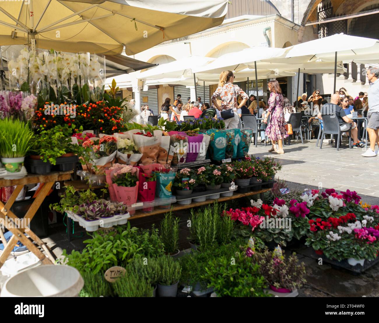 Esposizione di fiori e piante in un mercato cittadino in una giornata di sole nel centro storico di Padova. Messa a fuoco selettiva Foto Stock