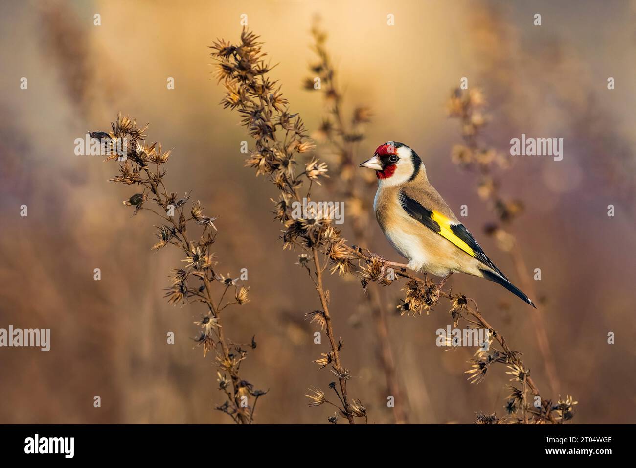 goldfinch eurasiatica (Carduelis carduelis), appollaiata su una pianta essiccata, vista laterale, Italia, Toscana Foto Stock