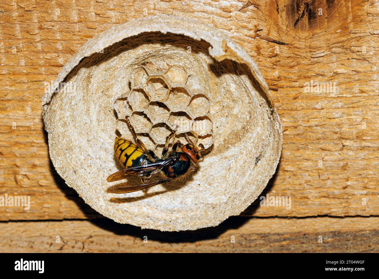 calabrone, calabrone bruno, calabrone europeo (Vespa crabro), nido di costruzione regina, prime uova nei pettini, Germania, Baviera, Isental Foto Stock