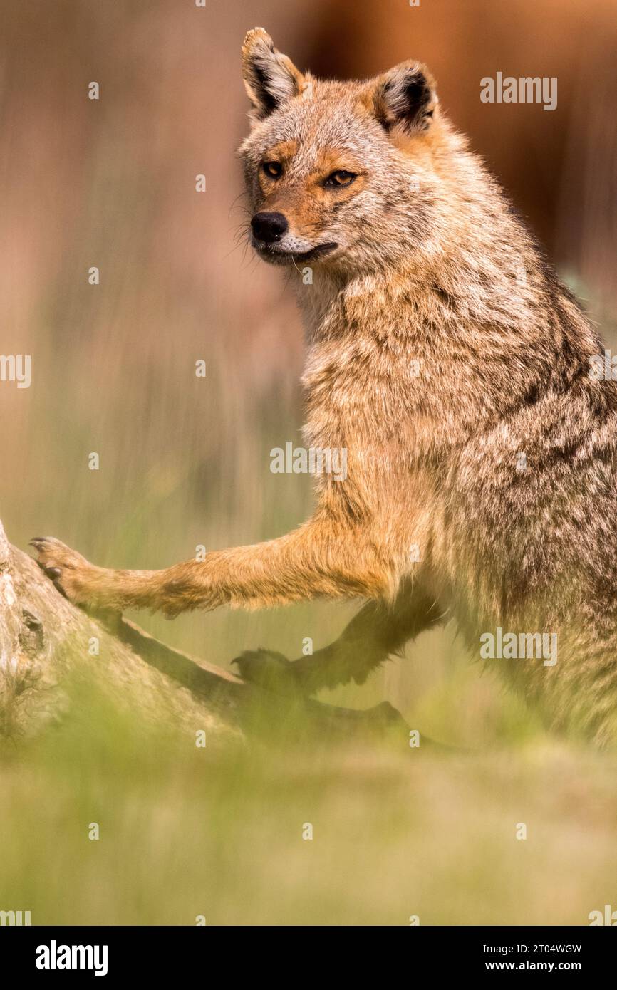 Sciacallo d'oro eurasiatico, sciacallo europeo (Canis aureus moreoticus, Canis moreoticus), in piedi con attenzione davanti a un tronco di albero morto, ritratto a mezza lunghezza, Foto Stock