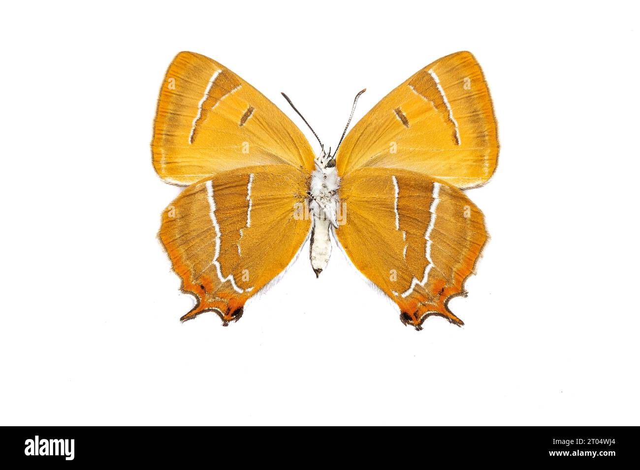 Striscia di capelli marrone (Thecla betulae), femmina, parte inferiore, ritagliata Foto Stock
