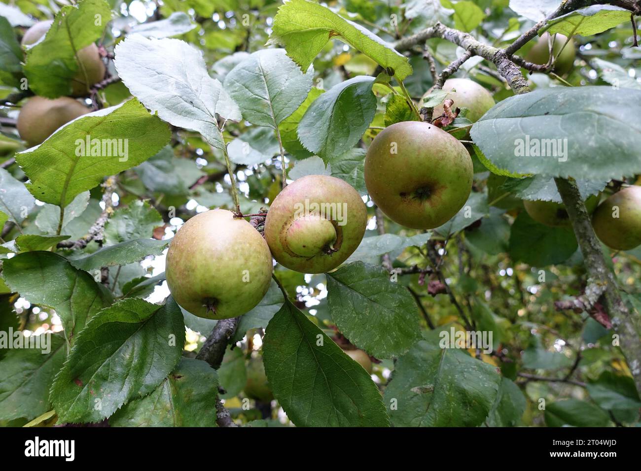 Albero di mele (Malus domestica), mele della varietà "Boskop" sull'albero, Germania, Renania settentrionale-Vestfalia Foto Stock