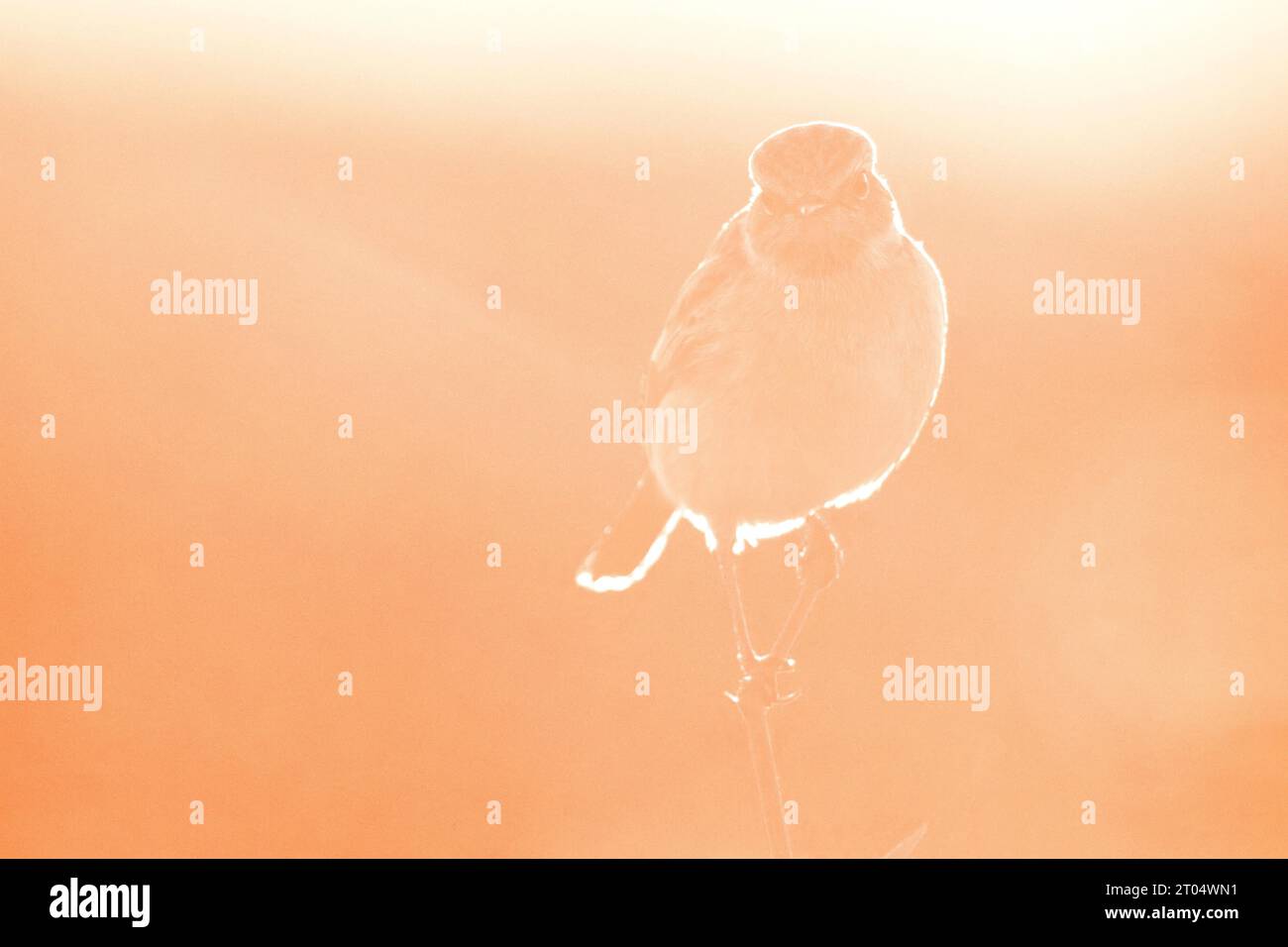 Stonechat comune (Saxicola rubicola, Saxicola torquata rubicola), maschio che si arrocca su un ramoscello nella nebbia contro la luce, sole basso, Italia, Toscana Foto Stock