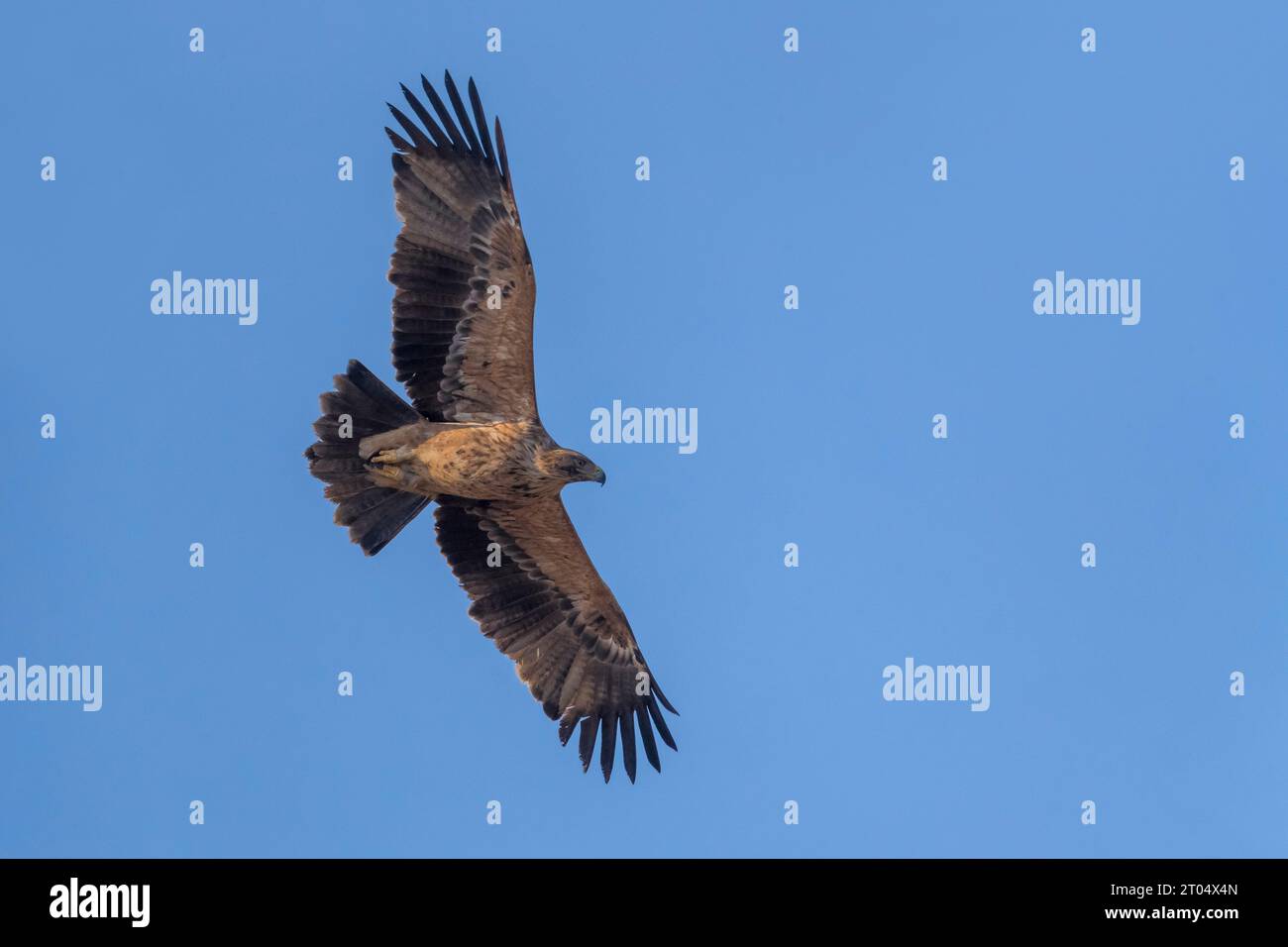 Aquila imperiale spagnola, aquila imperiale iberica, aquila di Adalberto (Aquila adalberti), giovane in volo, Italia, Toscana, Bonifica di Vecchiano Foto Stock