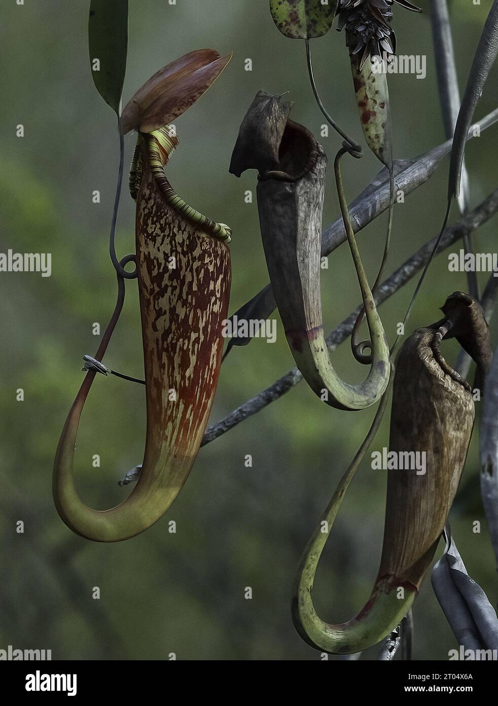 Pianta comune della caraffa palude, pianta tropicale della caraffa (Nepenthes mirabilis), foglie di trappola, forma selvatica, Malesia, Borneo, Sarawak Foto Stock