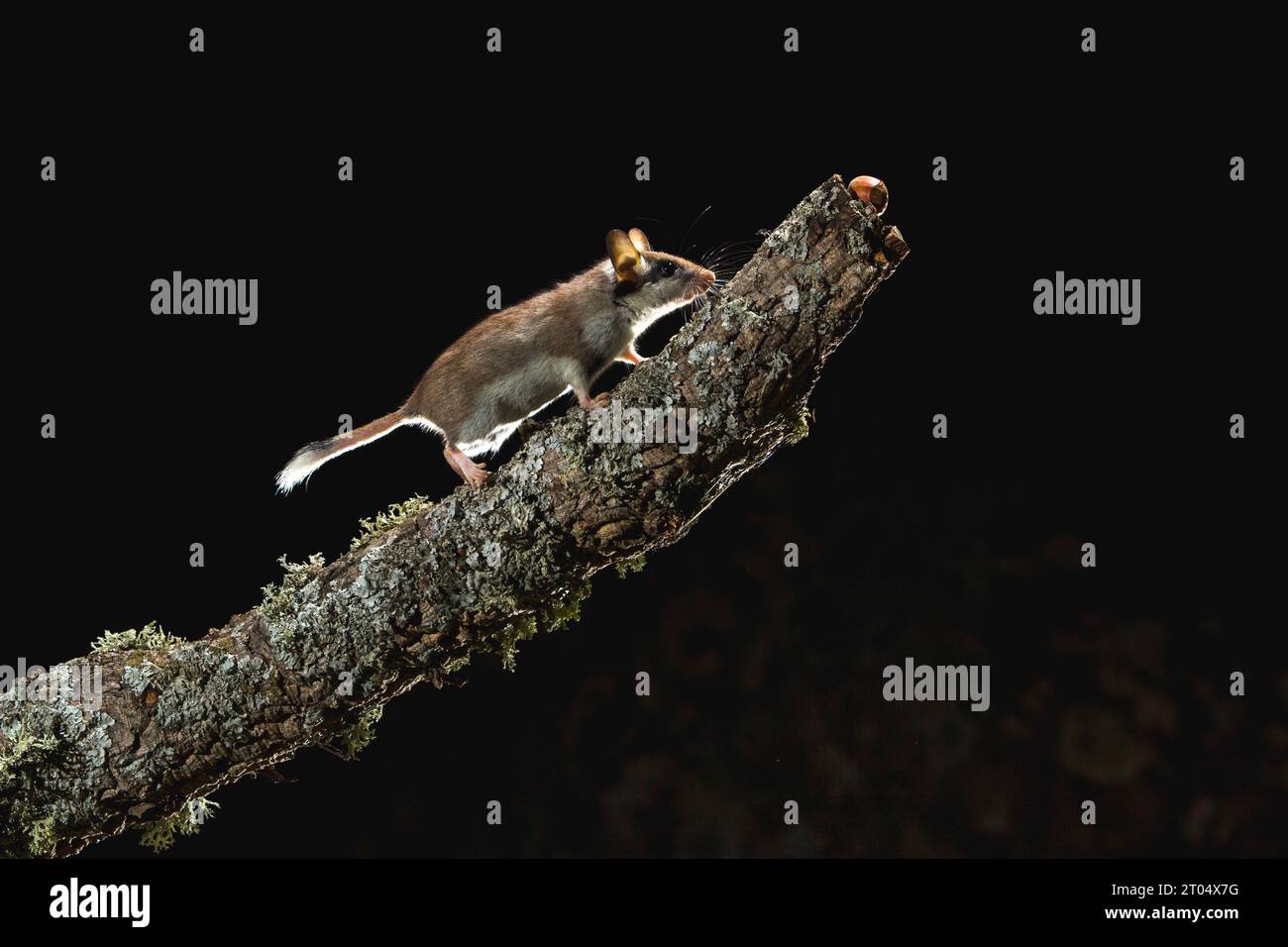 Giardinetto (Eliomys quercinus), foraggiando di notte su un ramo lichended, vista laterale, Spagna Foto Stock