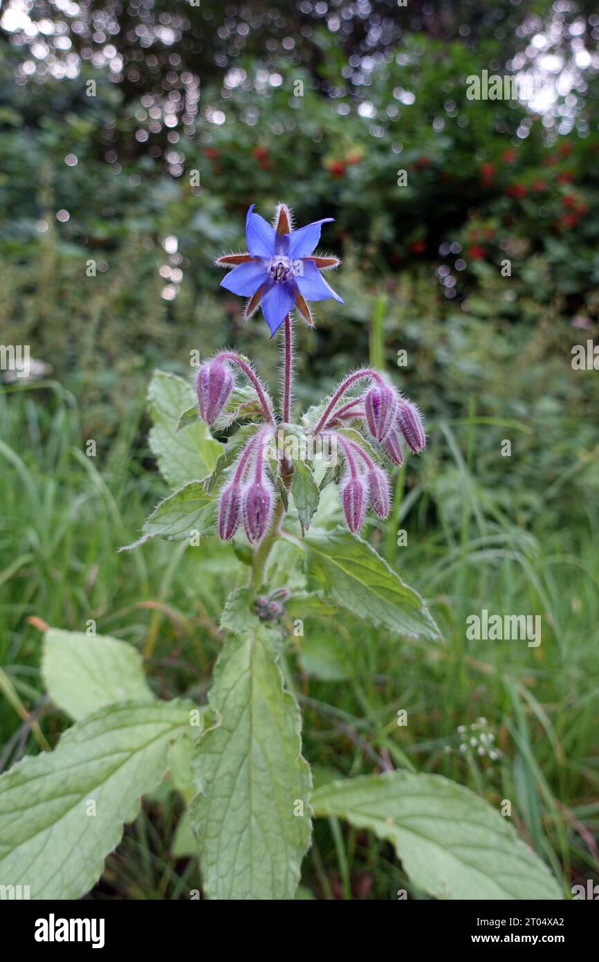 Borragia comune (Borago officinalis), fioritura lungo la strada, Germania, Renania settentrionale-Vestfalia Foto Stock