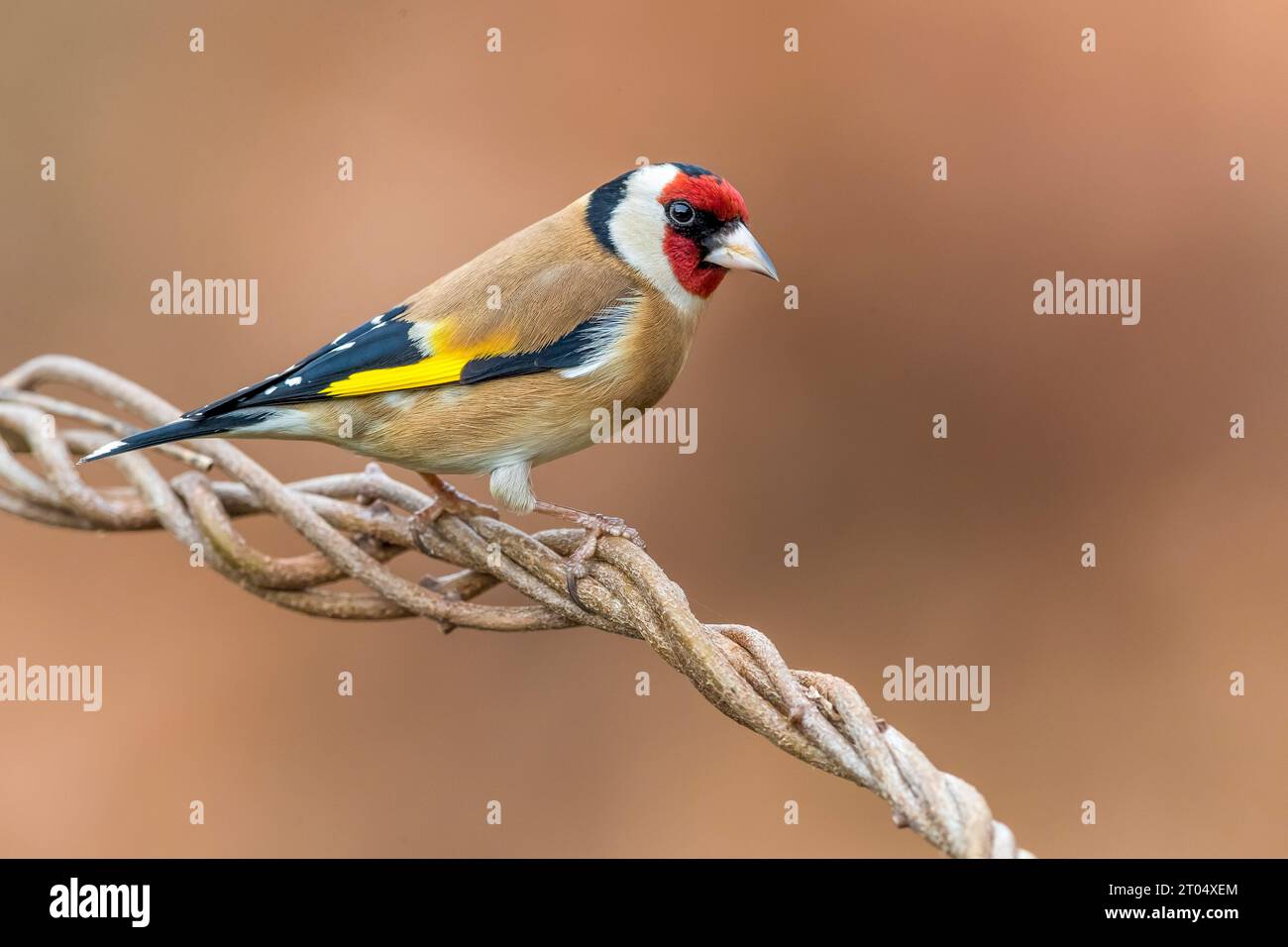 Eurasian goldfinch, European goldfinch, goldfinch (Carduelis carduelis), maschili appollaiati su un tendrillo, vista laterale, Italia, Toscana Foto Stock