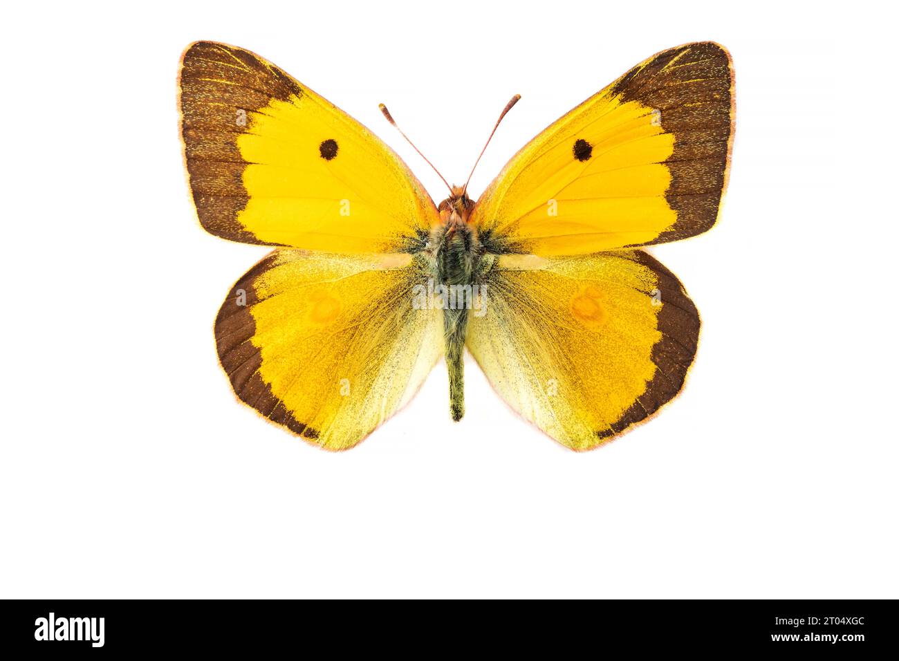 Giallo nuvolato scuro, giallo nuvoloso comune (Colias croceus, Colias crocea), maschio, lato superiore, ritagliato Foto Stock