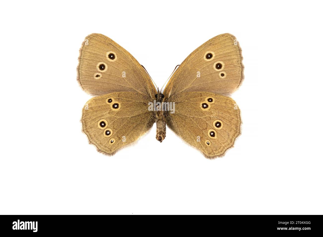 Anello (Aphantopus hyperantus), femmina, lato inferiore, ritagliato Foto Stock