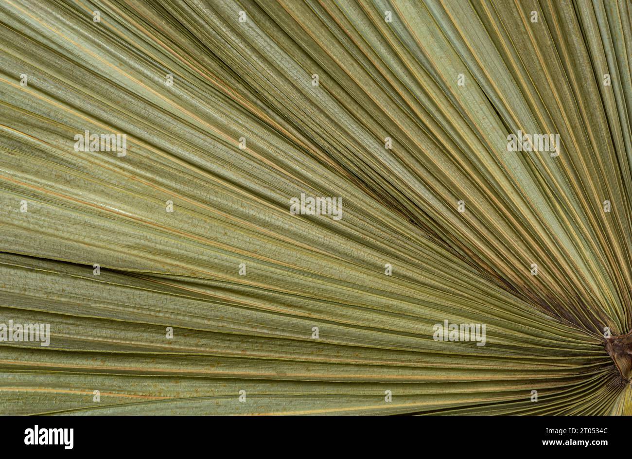 foglie di palma verdi che divergono radialmente, sfondo. Foto di alta qualità Foto Stock