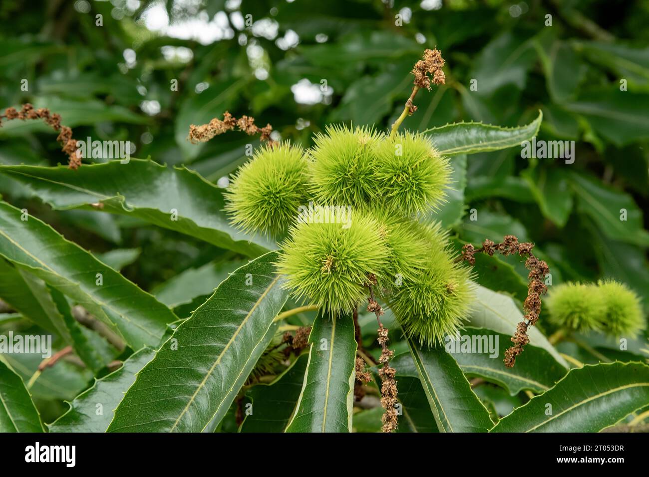 Castanea sativa, Sweet Chestnut Foto Stock