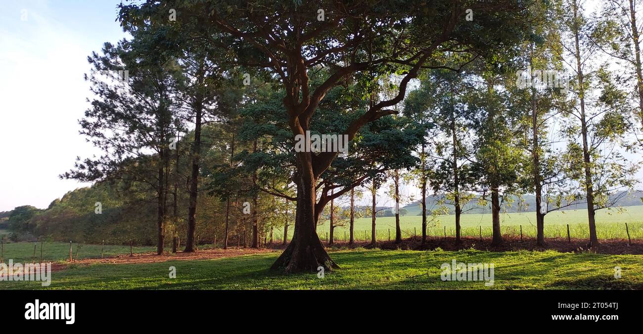 Albero illuminato dal sole in campagna Foto Stock