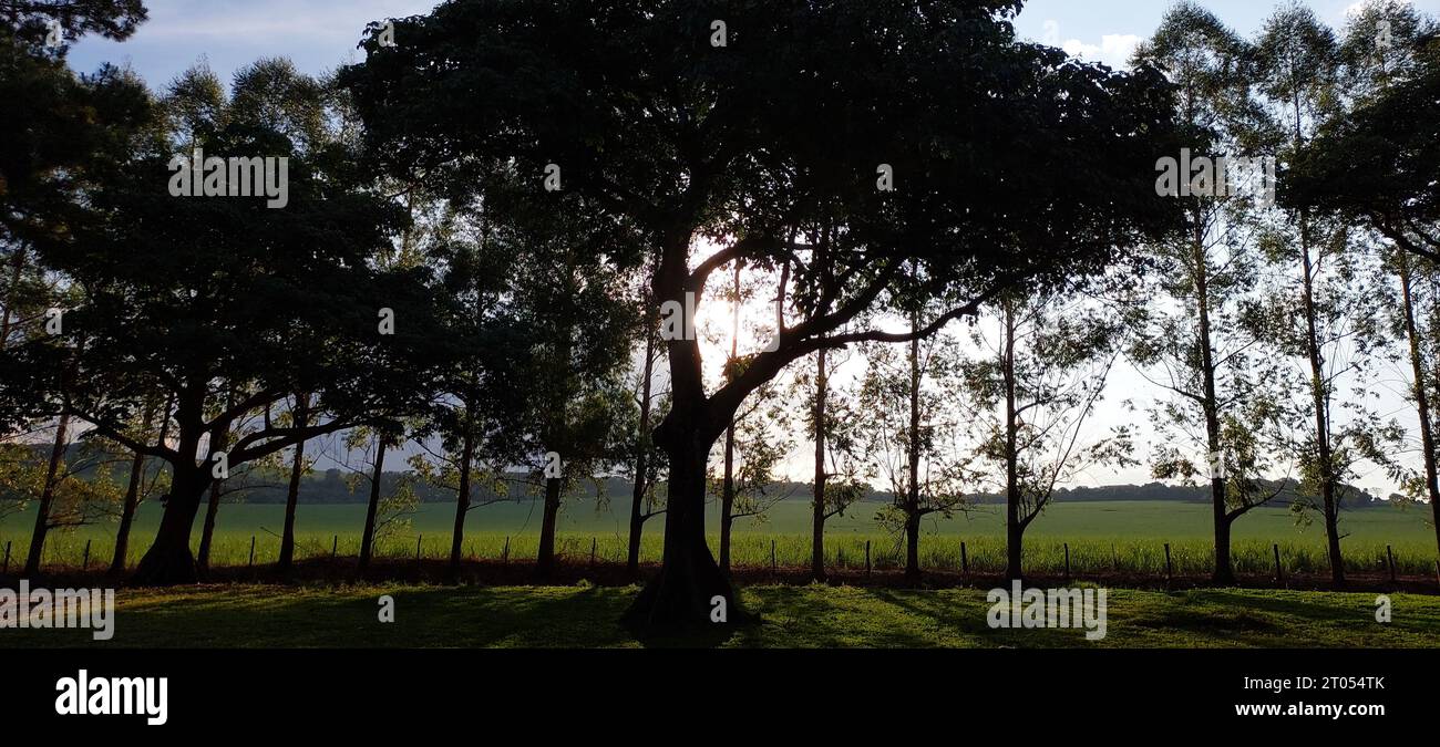 Sagome di alberi contro il sole in campagna Foto Stock