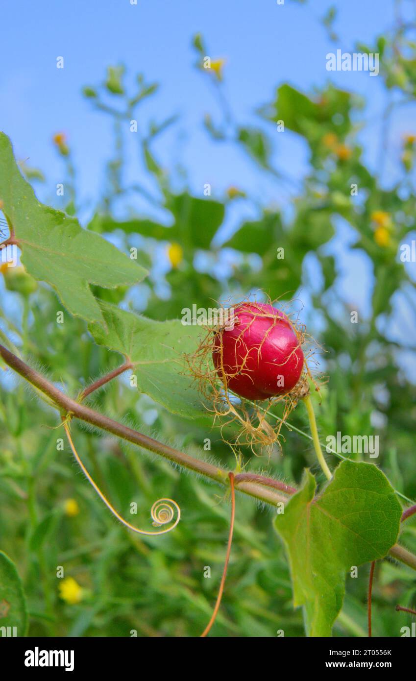 Frutto maturo della passionflora scarlettifera (Passiflora foetida var. Lanuginosa) nelle zone umide costiere, Galveston, Texas, Stati Uniti. Foto Stock