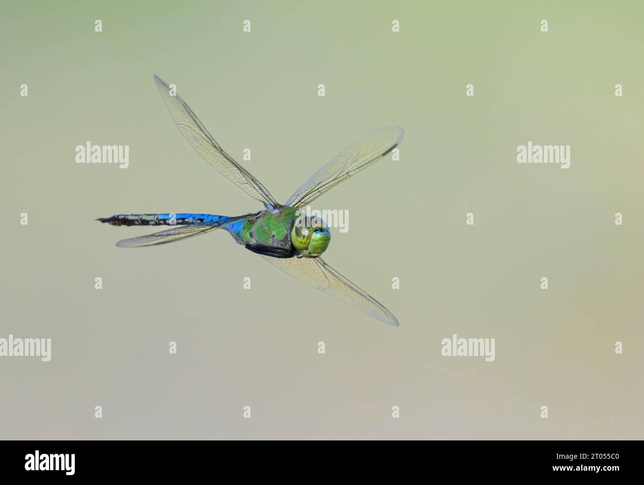 Green darner (Anax junius) dragonfly hovering, Galveston, Texas, USA. Foto Stock