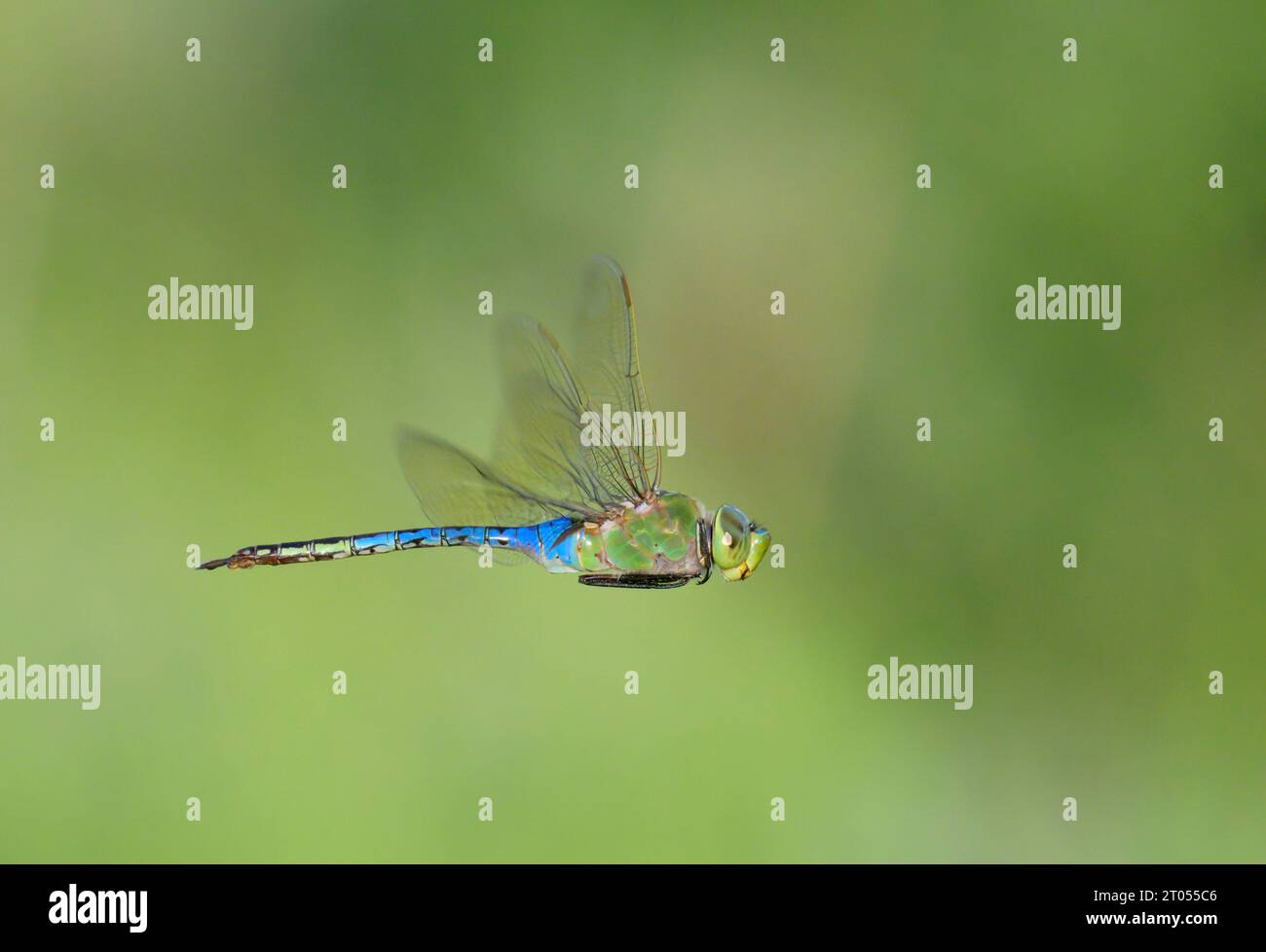 Green darner (Anax junius) libellula in volo, Galveston, Texas, Stati Uniti. Foto Stock