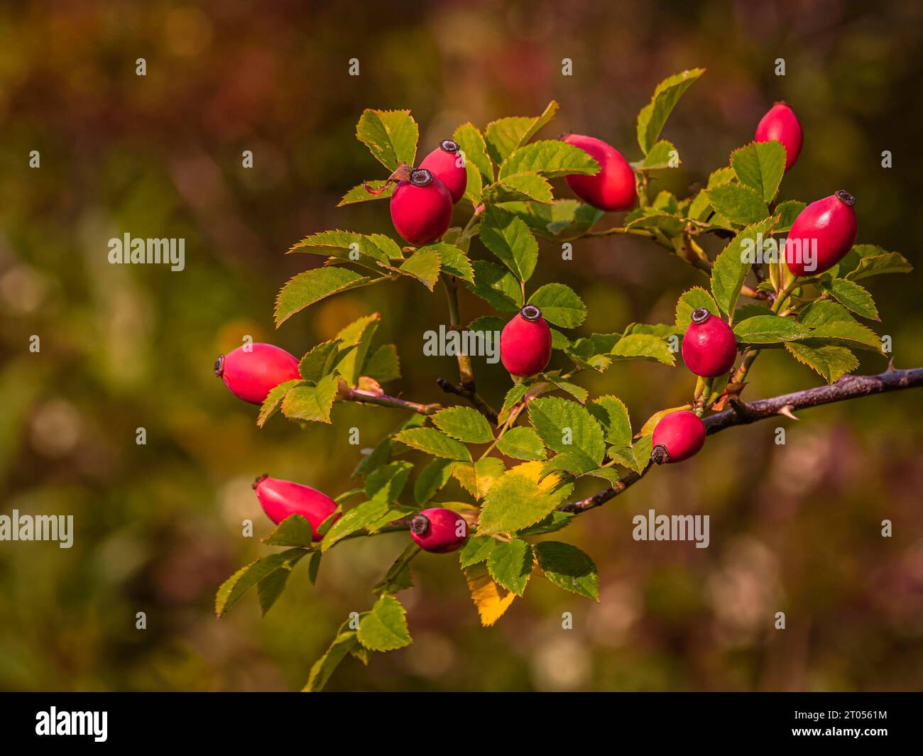 Frutti rossi dell'anca rosa - rosa rugosa sul cespuglio e su sfondo naturale sfocato Rosa hip è un frutto eccellente per la marmellata. Pieno di vitamina C, A. Foto Stock