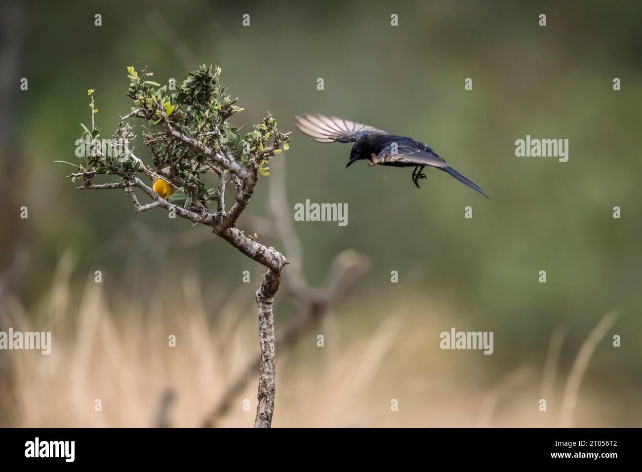 Southern Anteater-Chatta in volo e tessitore con testa rossa nel Parco Nazionale di Kruger, Sud Africa; Specie Myrmecocichla formicivora famiglia di Musicapidae Foto Stock