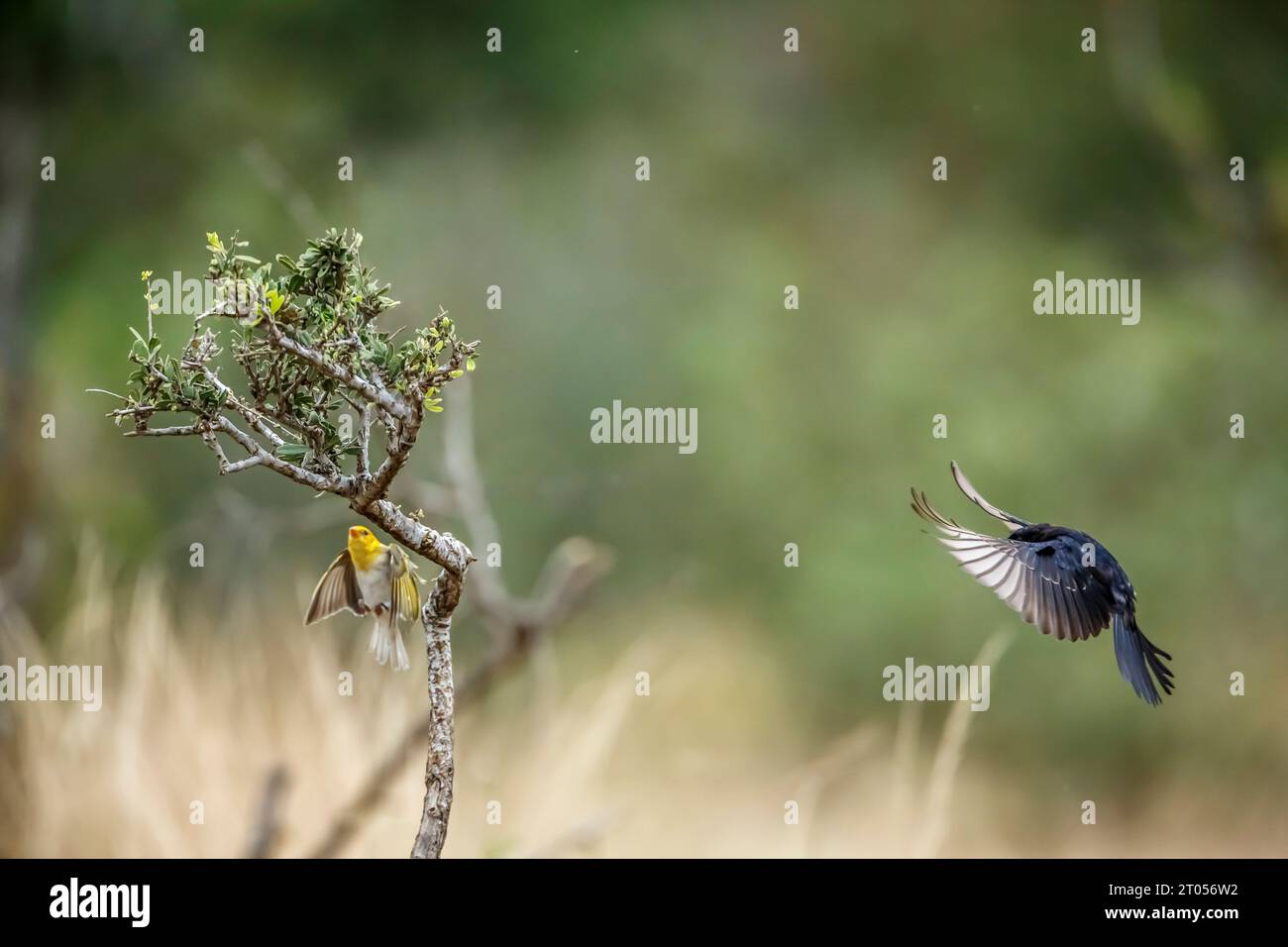 Southern Anteater-Chatta in volo e tessitore con testa rossa nel Parco Nazionale di Kruger, Sud Africa; Specie Myrmecocichla formicivora famiglia di Musicapidae Foto Stock