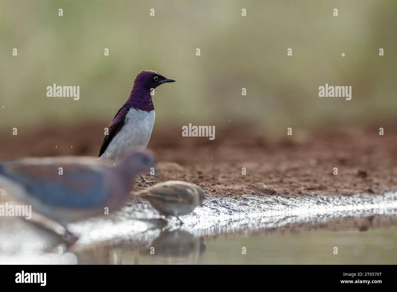 Violet ha sostenuto starling nel Kruger National Park, Sud Africa ; Specie Cinnyricinclus leucogaster famiglia di Sturnidae Foto Stock