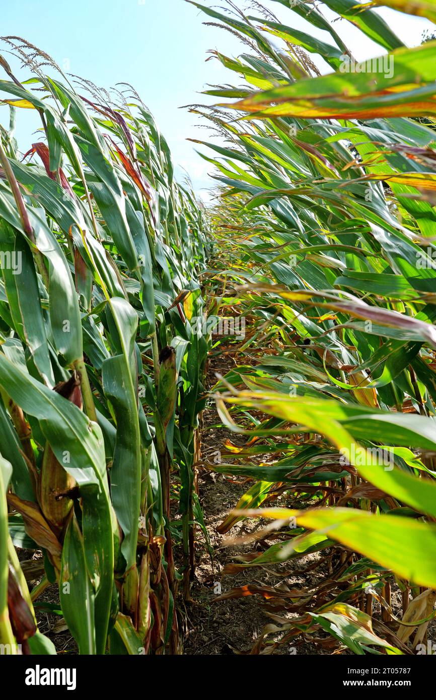 Il campo di mais si avvicina al raccolto. Sull'isola di Rügen, una quantità significativa di mais viene coltivata per la produzione di energia e di biogas. Foto Stock