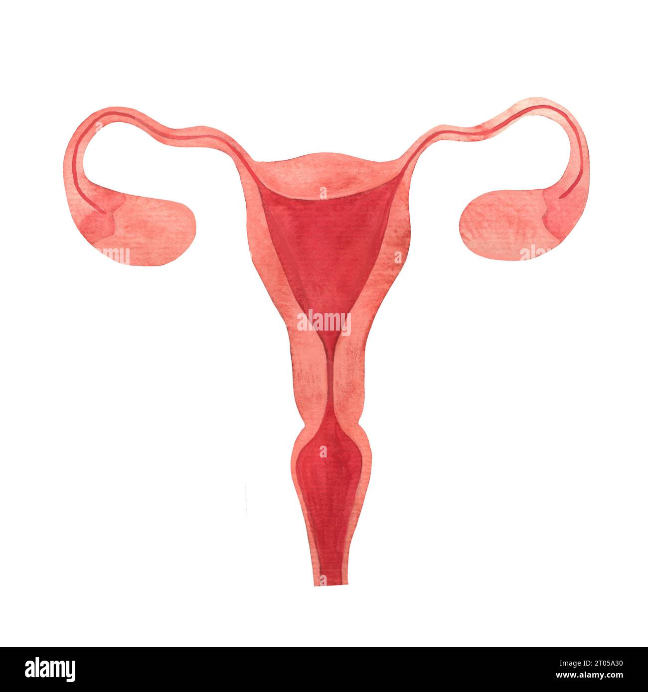 utero, organo riproduttivo femminile, ovaie, tubi di falloppio, endometrio, canale cervicale, cervice, acquerello illustrato a mano isolato Foto Stock