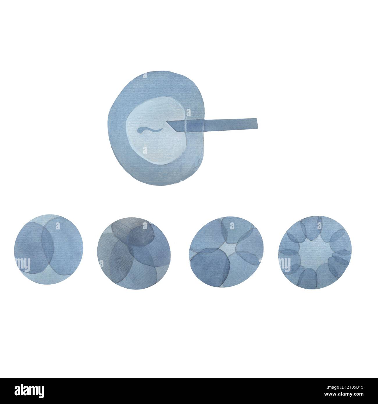 fecondazione in vitro, sperma, uovo, ecoclinica, primi giorni dopo la fecondazione, zigote, morula, illustrazione acquerello Foto Stock