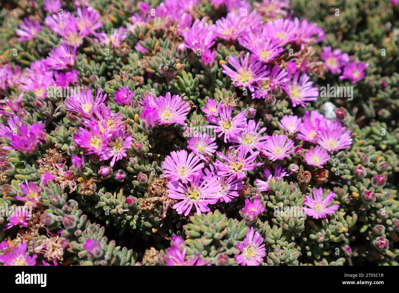 Fiori rosa Foto Stock