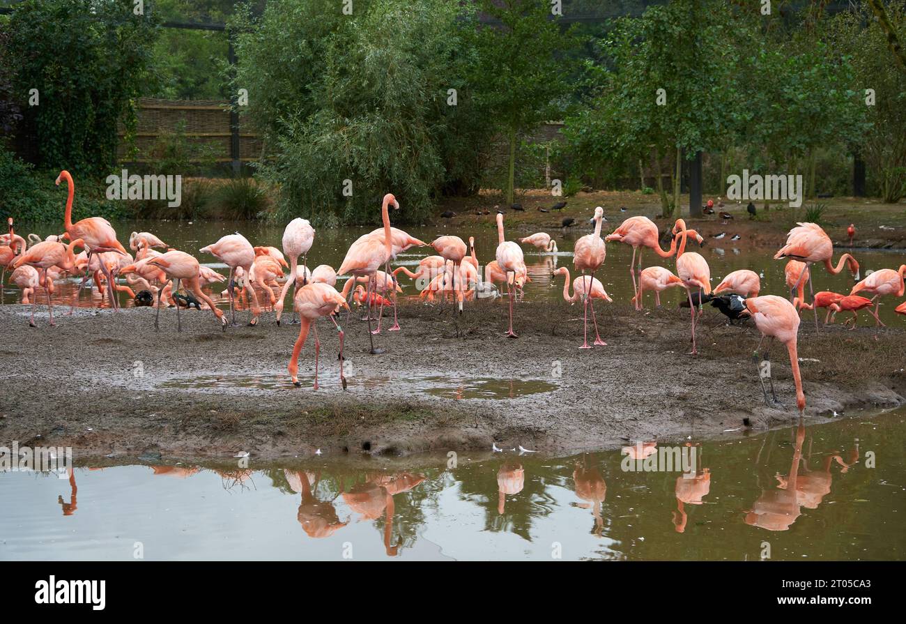 Fenicotteri rosa in un habitat recintato allo zoo di Chester, Cheshire, Regno Unito Foto Stock