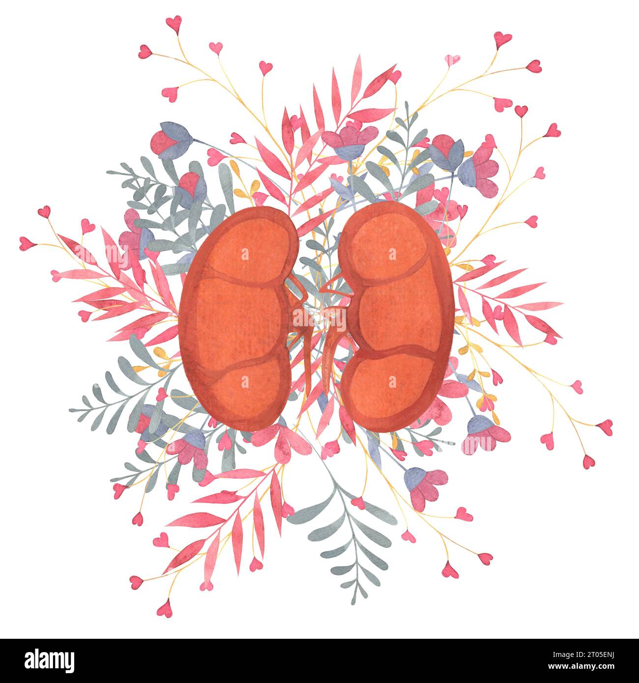 reni umani, organi interni umani, fiori, ramoscelli, illustrazione ad acquerello per il tema cardiologico Foto Stock