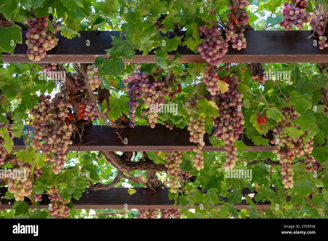 Uva dalla pelle rosa matura appesa a fondo pergola. Roditis Grapevine, tradizionale varietà greca di arbor. Frutta fresca e sana matura. Foto Stock